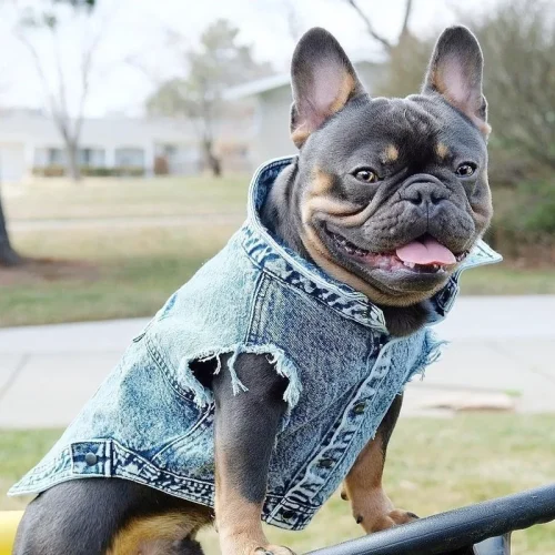 Pet Dog Jeans Jacket Denim Coats