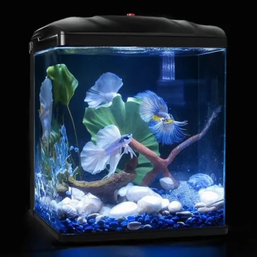 Fish Tank, 2 Gallon Glass Aquarium